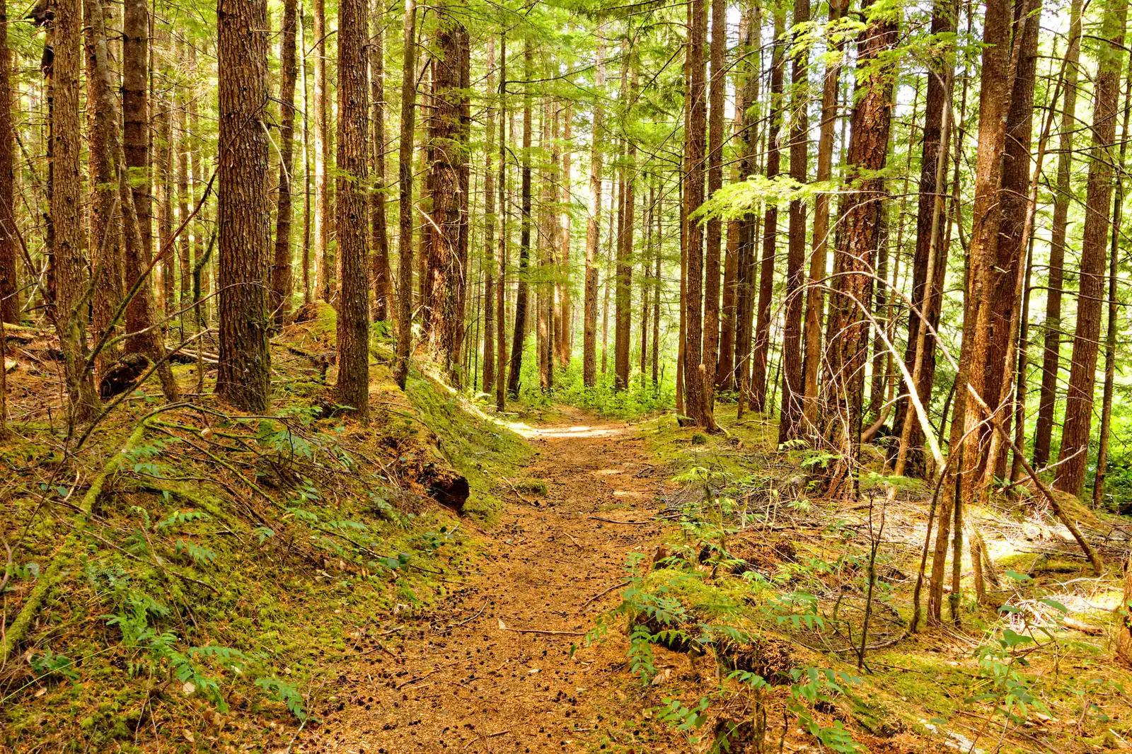 A sunlit dirt path winding through tall evergreen forest in British Columbia