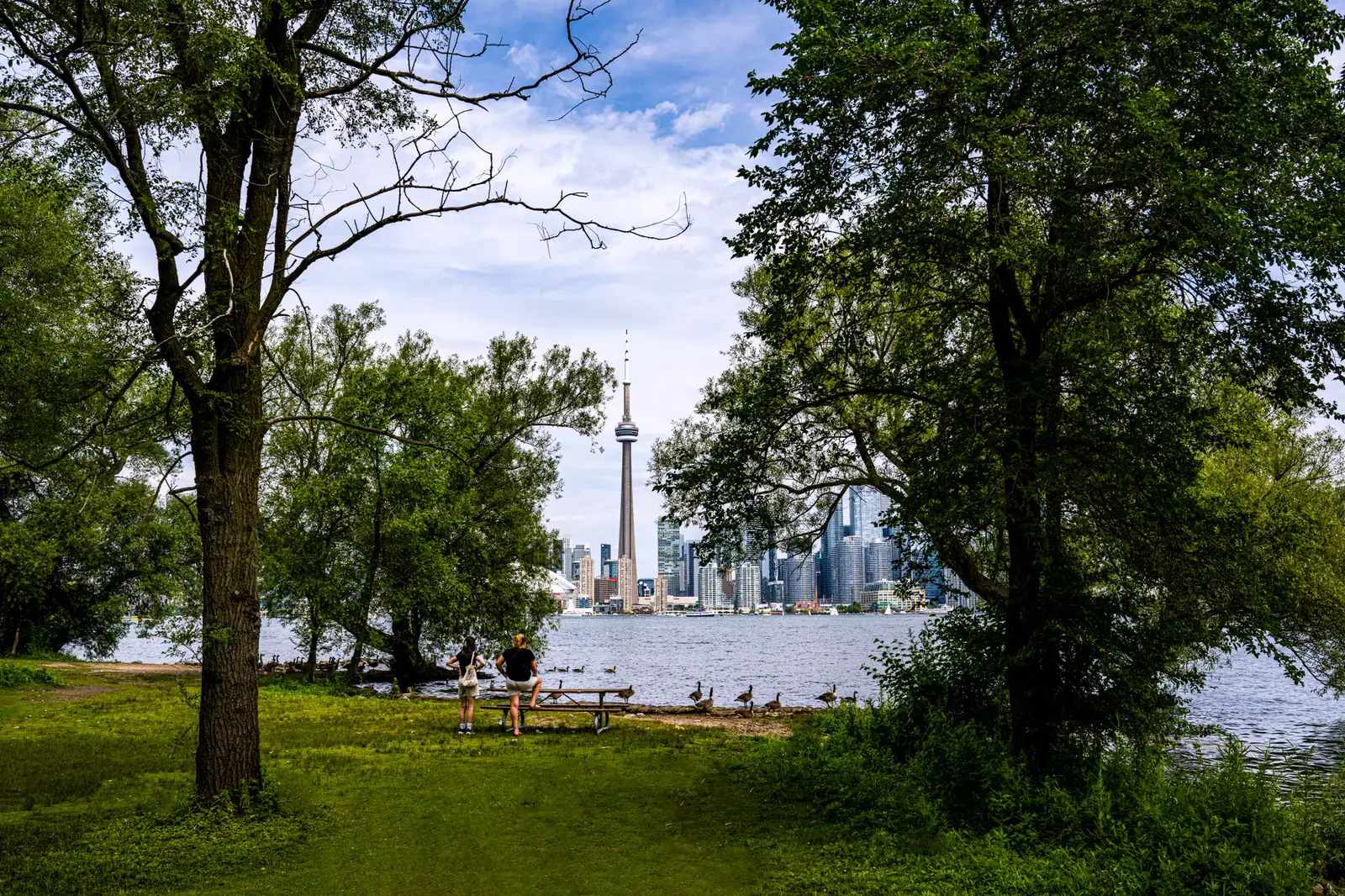 Trees framing the Toronto skyline across the water from the Toronto Islands